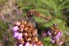 Sympetrum sanguineum